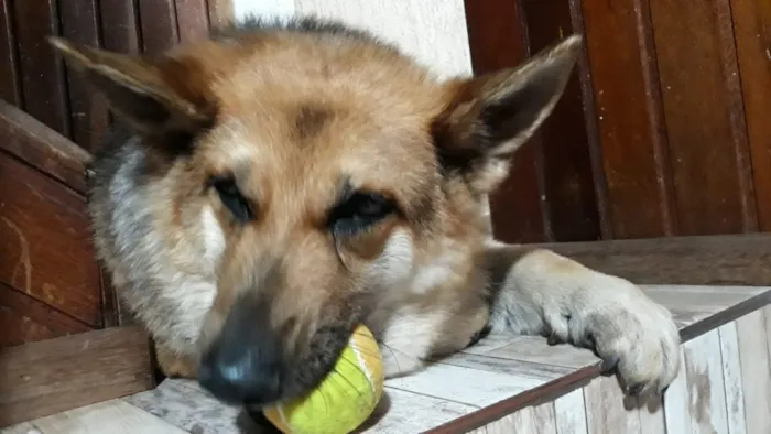 Cachorro ra a Pastor alemão  idade 6 ou mais anos nome Laila