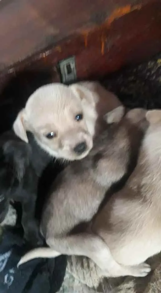 Cachorro ra a sem raça idade Abaixo de 2 meses nome sem nome