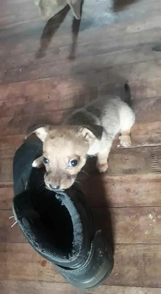 Cachorro ra a sem raça idade Abaixo de 2 meses nome sem nome