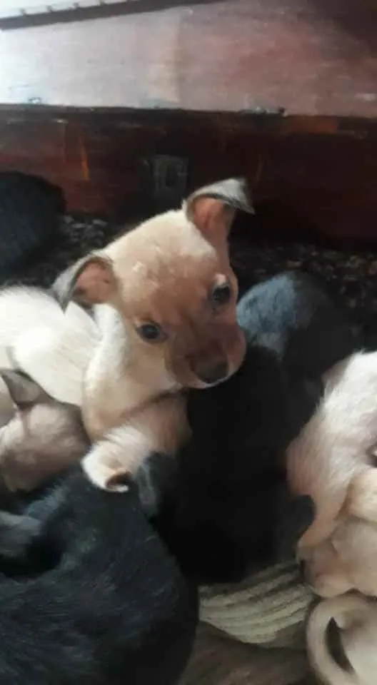 Cachorro ra a sem raça idade Abaixo de 2 meses nome sem nome