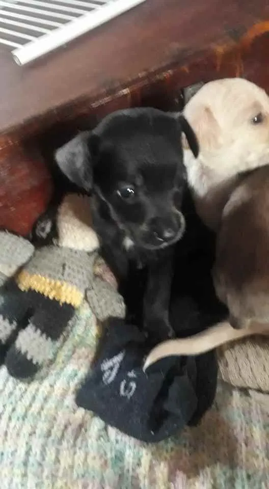 Cachorro ra a sem raça idade Abaixo de 2 meses nome sem nome