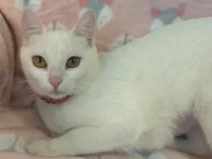 Gato raça SRD idade 2 a 6 meses nome KIKI