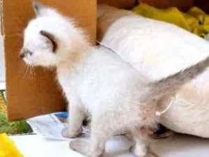 Gato raça desconheço idade Abaixo de 2 meses nome Lily