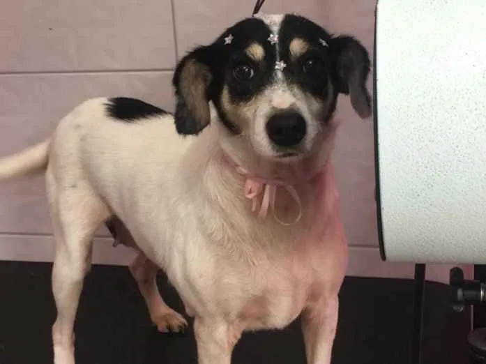 Cachorro raça SRD-ViraLata idade 2 anos nome Duda