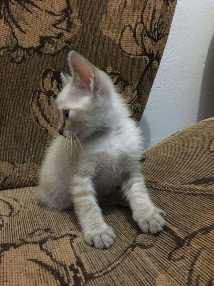 Gato ra a Siames idade Abaixo de 2 meses nome Sem nome