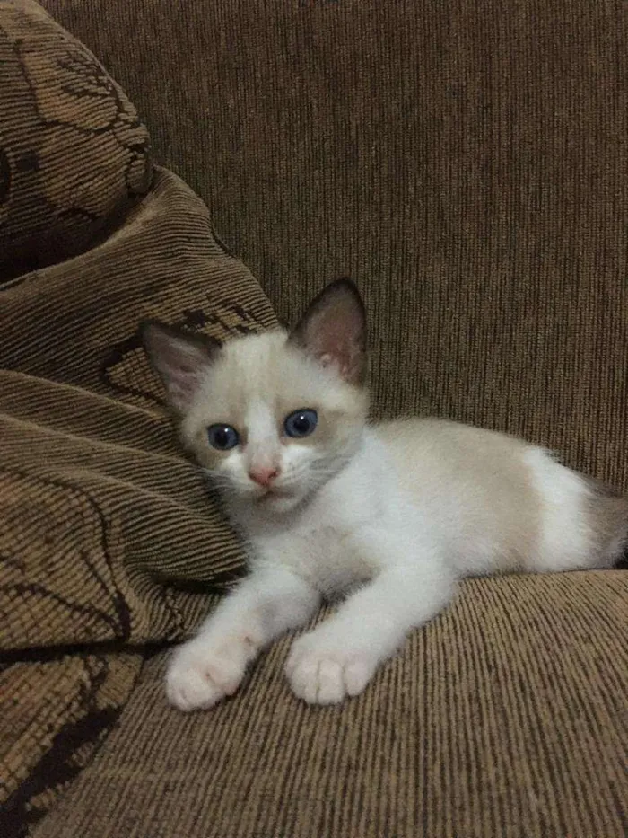 Gato ra a Siames idade Abaixo de 2 meses nome Sem nome