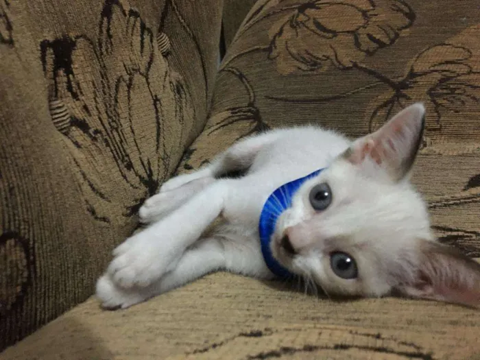 Gato ra a Siames idade Abaixo de 2 meses nome Sem nome