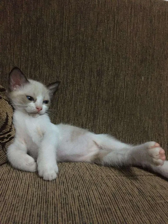 Gato ra a Siames idade Abaixo de 2 meses nome Sem nome