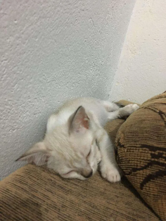 Gato ra a Siames idade Abaixo de 2 meses nome Sem nome