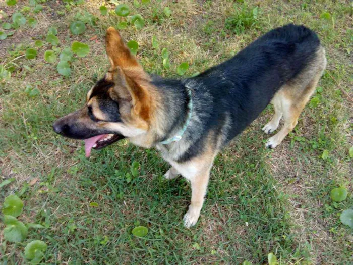 Cachorro ra a Mesticinha de Pastor idade 1 ano nome Odara