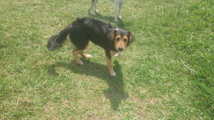 Cachorro ra a Mestiço  idade 1 ano nome Rainha