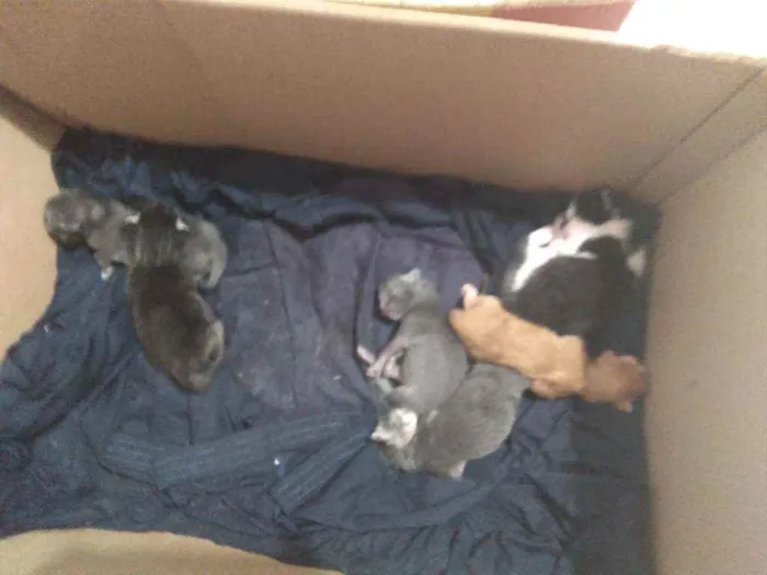 Gato ra a Variada idade Abaixo de 2 meses nome São 9 filhotes 