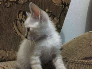 Gato raça Siames idade Abaixo de 2 meses nome Sem nome