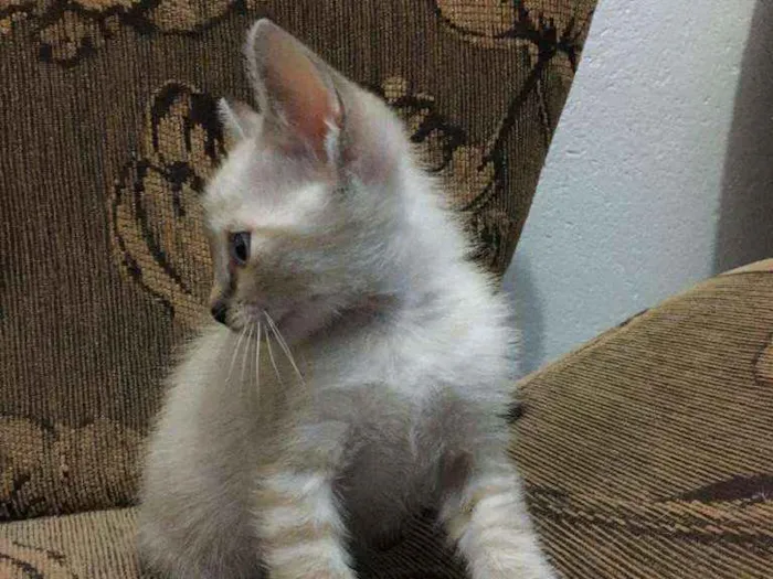 Gato ra a Siames idade Abaixo de 2 meses nome Sem nome