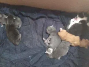 Gato raça Variada idade Abaixo de 2 meses nome São 9 filhotes 