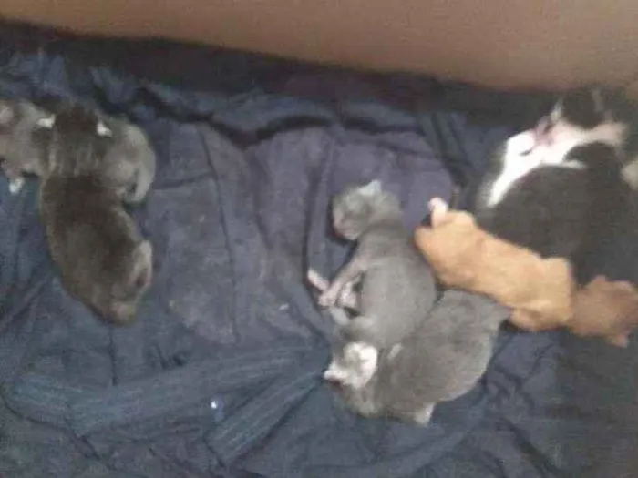 Gato ra a Variada idade Abaixo de 2 meses nome São 9 filhotes 