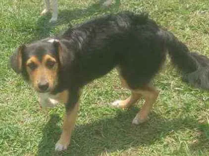 Cachorro ra a Mestiço  idade 1 ano nome Rainha