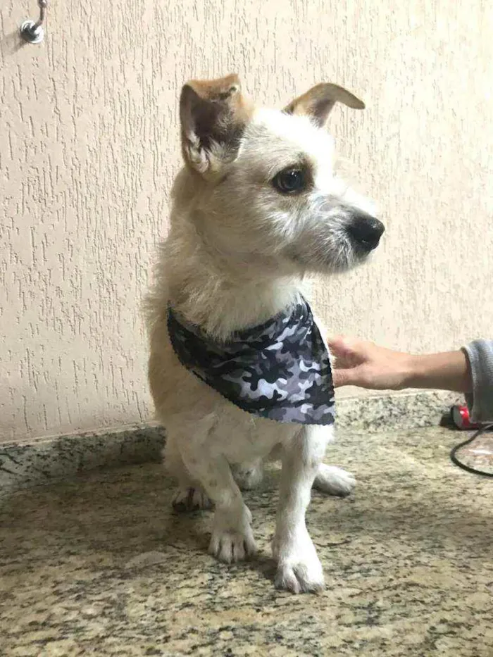 Cachorro ra a  idade 3 anos nome Tunico
