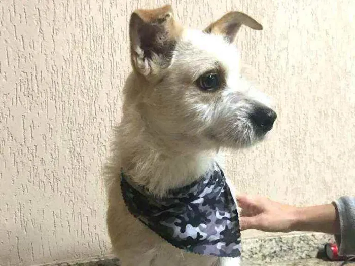 Cachorro ra a  idade 3 anos nome Tunico
