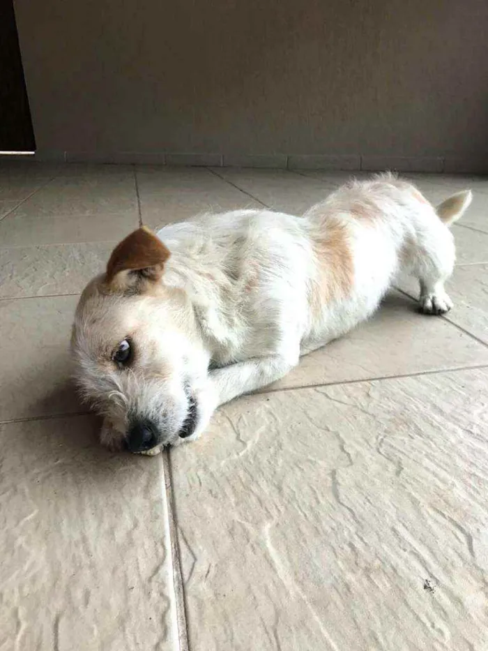 Cachorro ra a  idade 3 anos nome Tunico