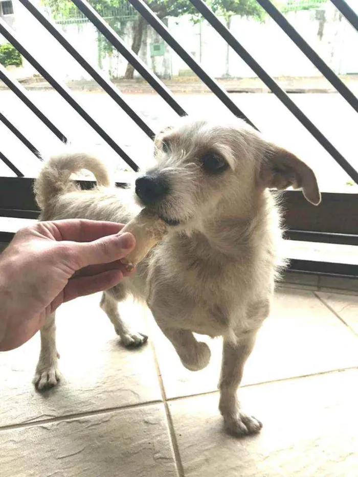 Cachorro ra a  idade 3 anos nome Tunico