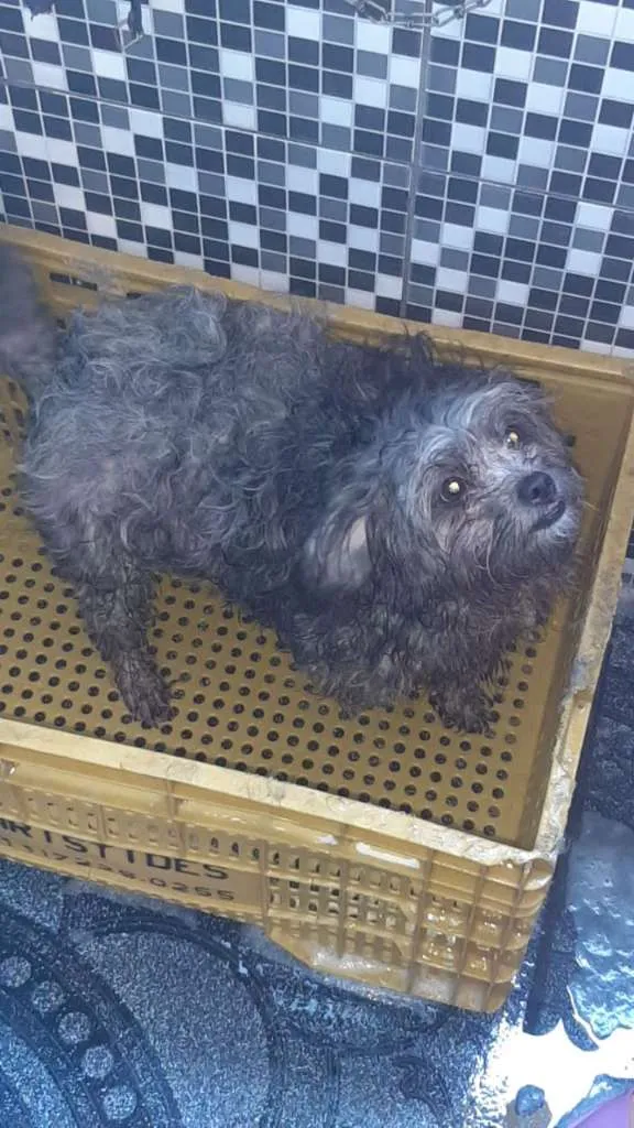 Cachorro ra a SRD-ViraLata idade 2 anos nome Amora