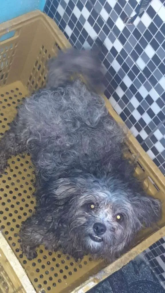 Cachorro ra a SRD-ViraLata idade 2 anos nome Amora