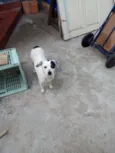 Princesa