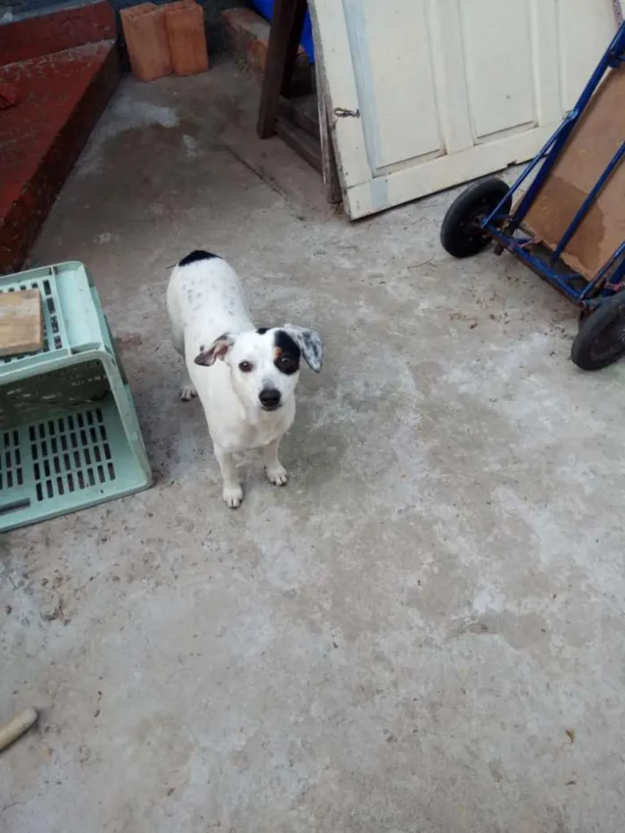 Cachorro ra a SRD-ViraLata idade 7 a 11 meses nome Princesa