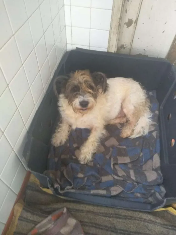 Cachorro raça SRD-ViraLata idade 3 anos nome Bilu
