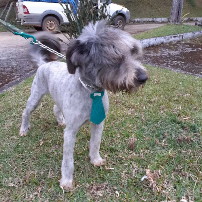 Cachorro ra a SRD-ViraLata idade 2 anos nome Pingo