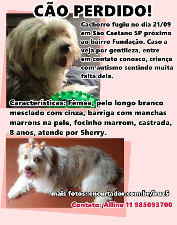 Cachorro ra a Indefinida idade 6 ou mais anos nome Sherry 