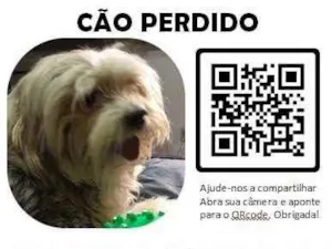 Cachorro raça Indefinida idade 6 ou mais anos nome Sherry 