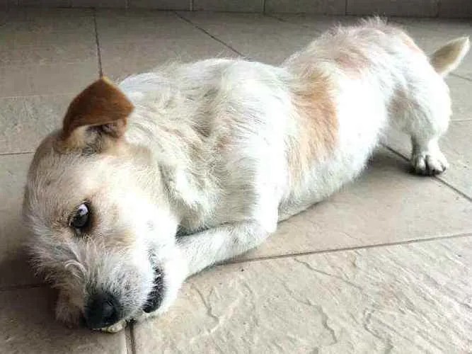 Cachorro ra a  idade 3 anos nome Tunico