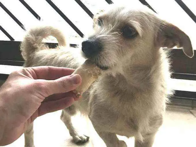 Cachorro ra a  idade 3 anos nome Tunico