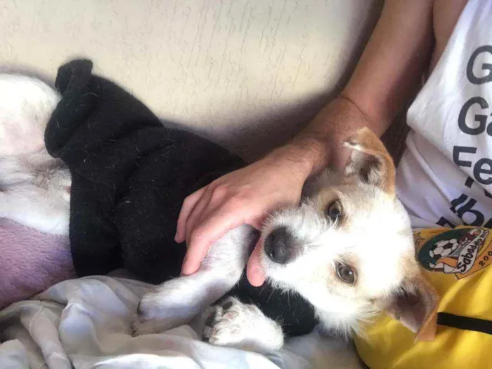 Cachorro ra a  idade 3 anos nome Tunico