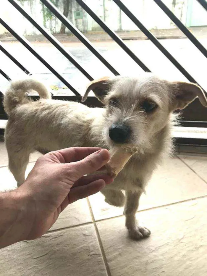 Cachorro ra a  idade 3 anos nome Tunico