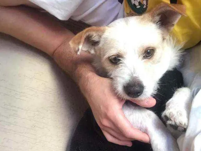 Cachorro ra a  idade 3 anos nome Tunico
