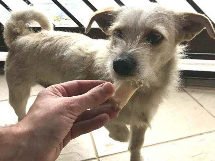 Cachorro ra a  idade 3 anos nome Tunico