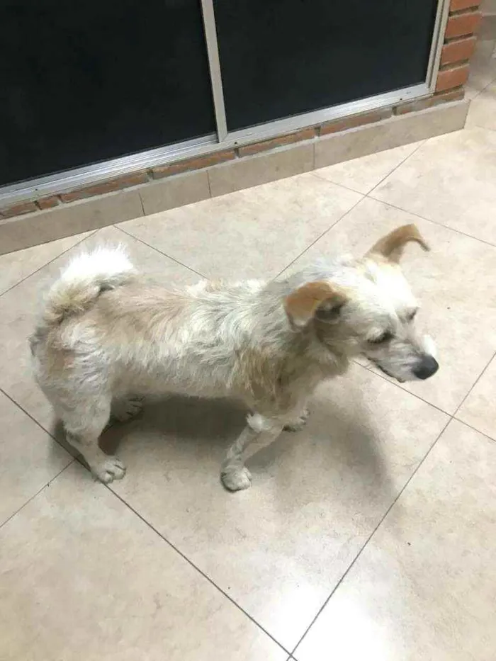 Cachorro ra a  idade 3 anos nome Tunico
