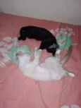 Tadeu e Lya