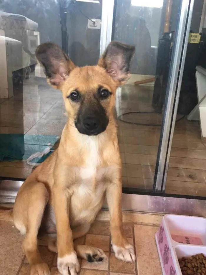 Cachorro ra a SRD idade 2 a 6 meses nome Orelha