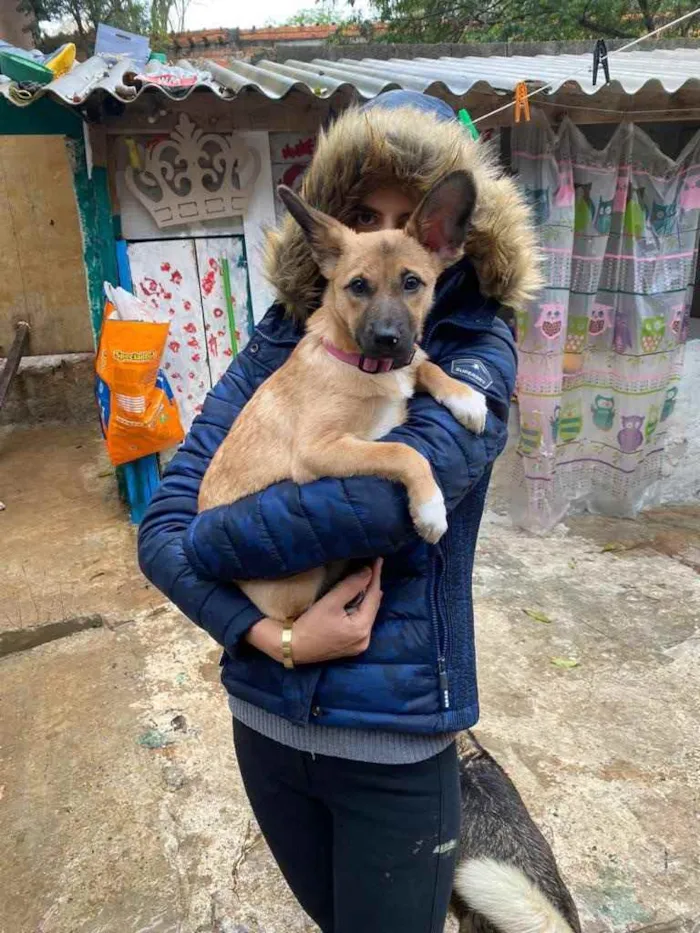 Cachorro ra a SRD idade 2 a 6 meses nome Orelha