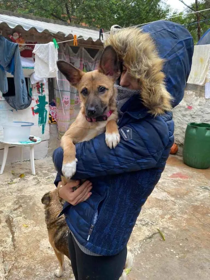 Cachorro ra a SRD idade 2 a 6 meses nome Orelha
