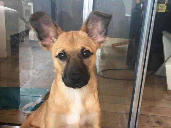 Cachorro ra a SRD idade 2 a 6 meses nome Orelha
