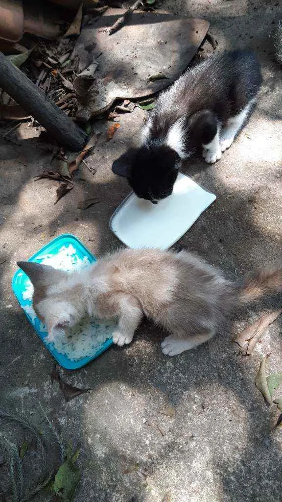 Gato raça Não sei  idade Abaixo de 2 meses nome Não tem nome