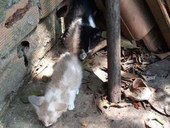 Gato raça Não sei  idade Abaixo de 2 meses nome Não tem nome