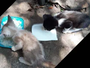 Gato raça Não sei  idade Abaixo de 2 meses nome Não tem nome