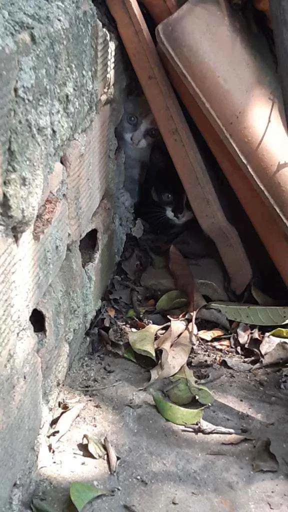 Gato raça Não sei  idade Abaixo de 2 meses nome Não tem nome