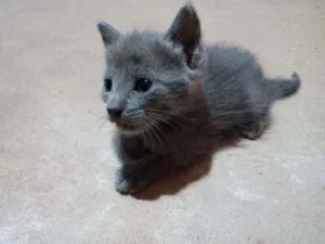 Gato raça SRD (Sem Raça Definida) idade Abaixo de 2 meses nome Sem nome